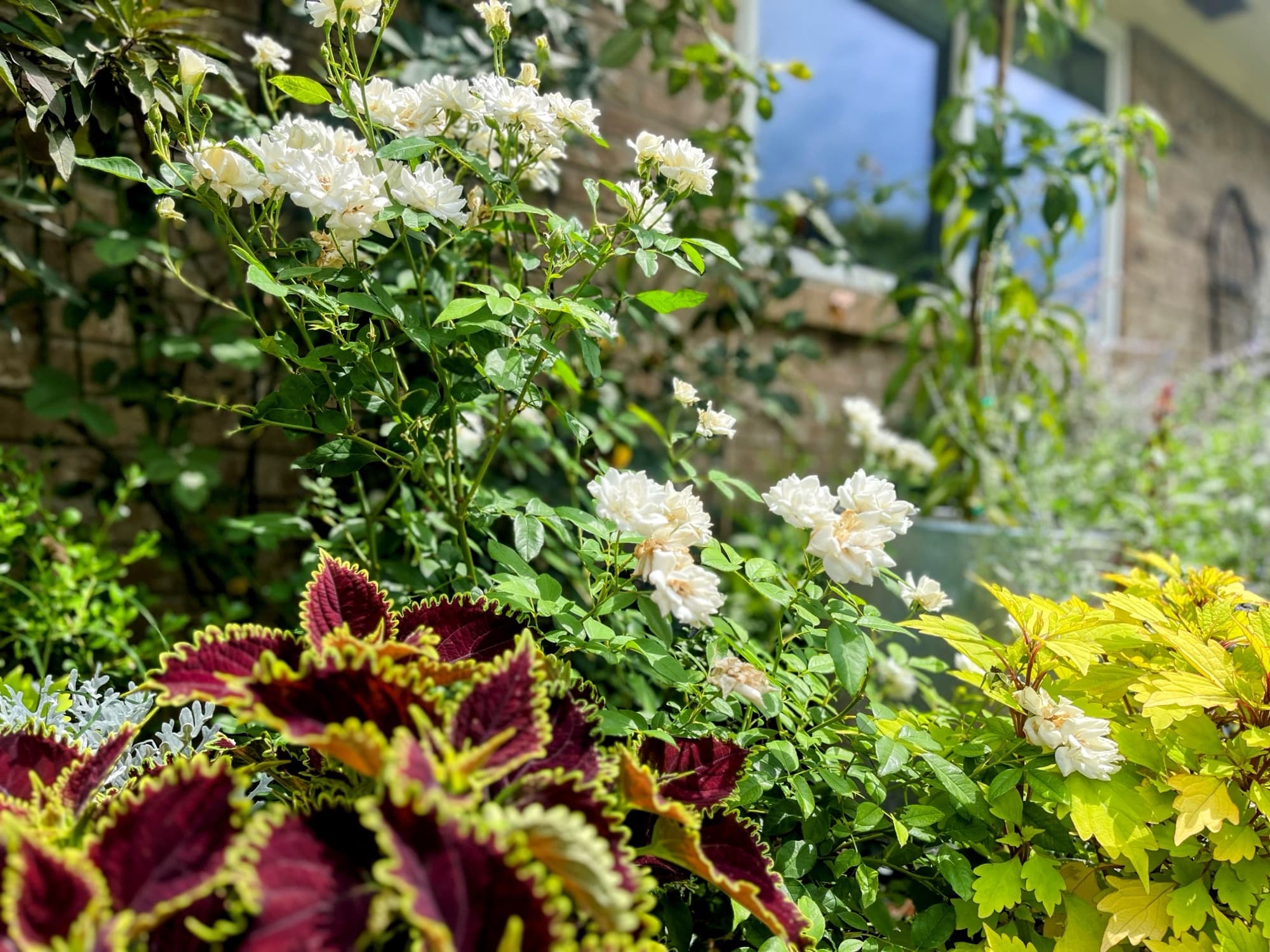 Kelsie Dunham's garden, moment 3
