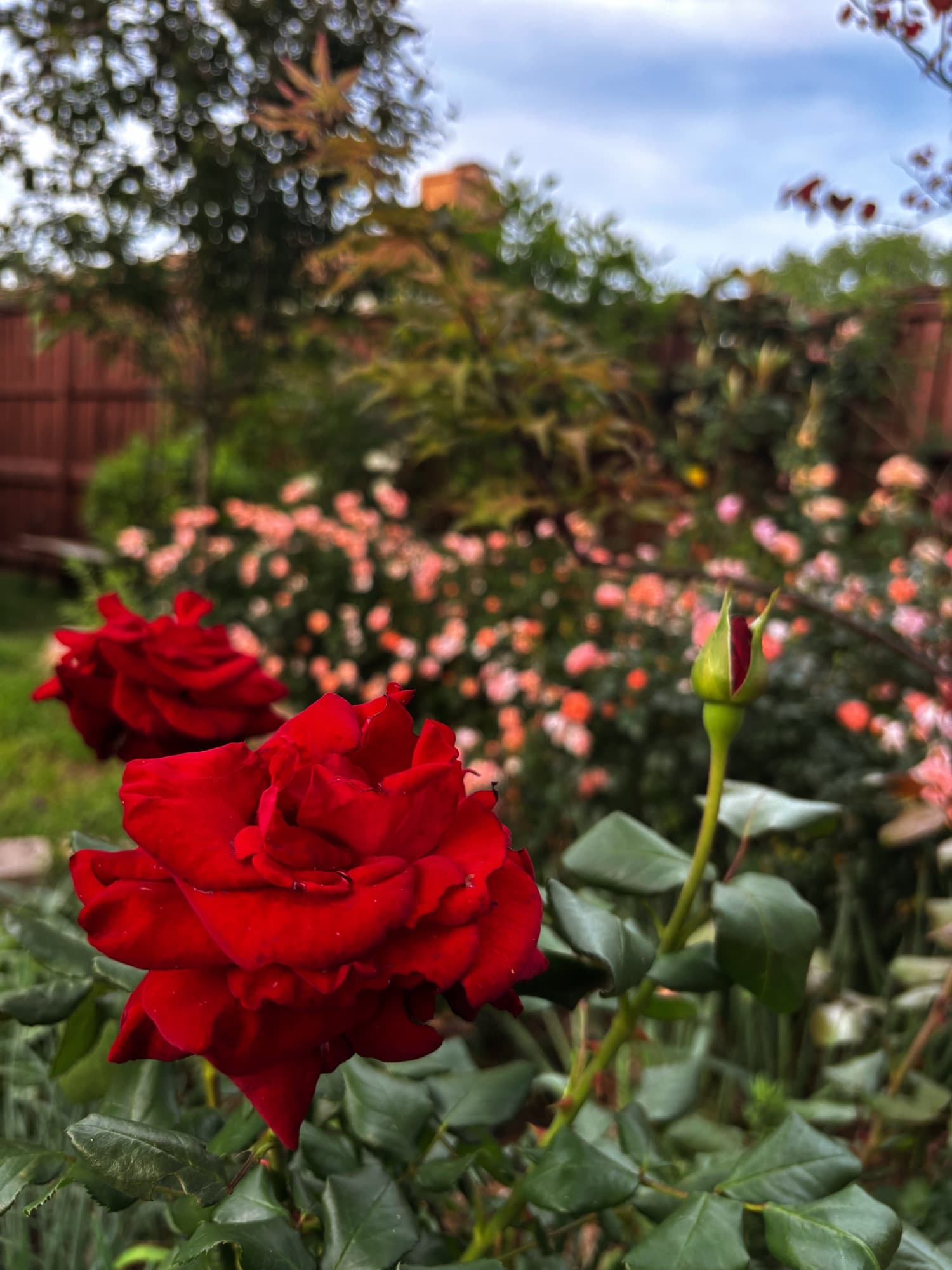 Kelsie Dunham's garden, moment 9