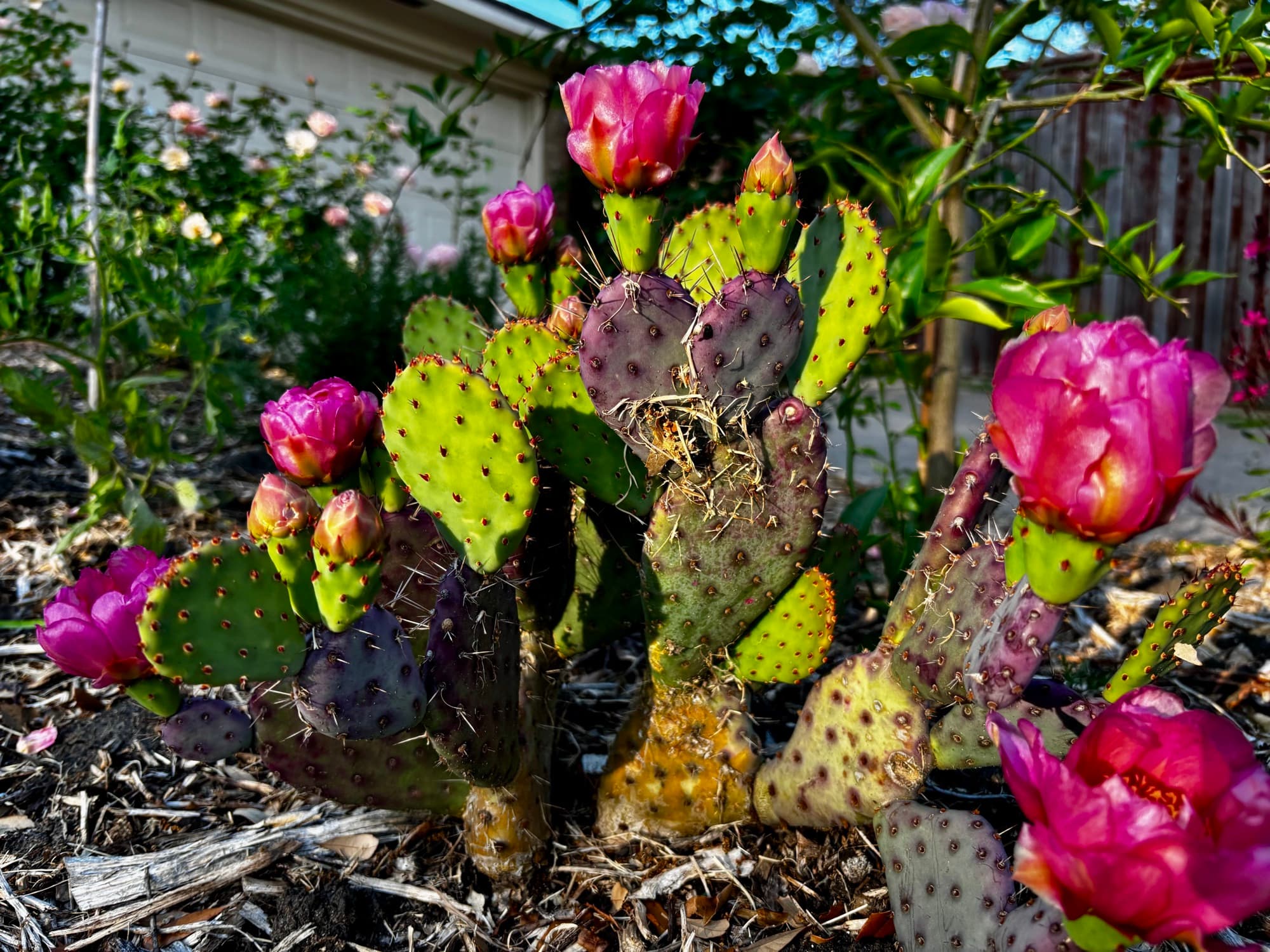 Kelsie Dunham's garden, moment 10