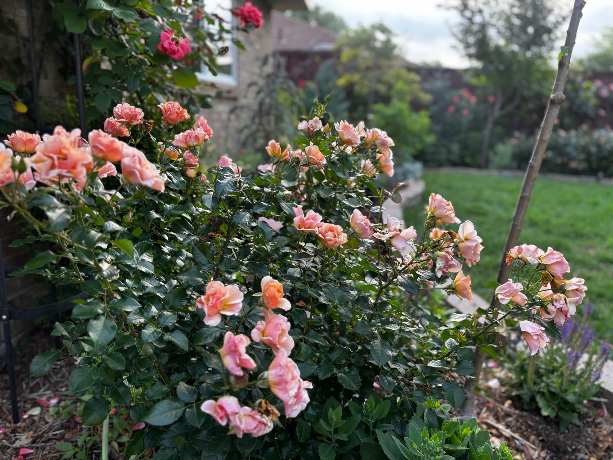 Kelsie Dunham's garden, moment 15