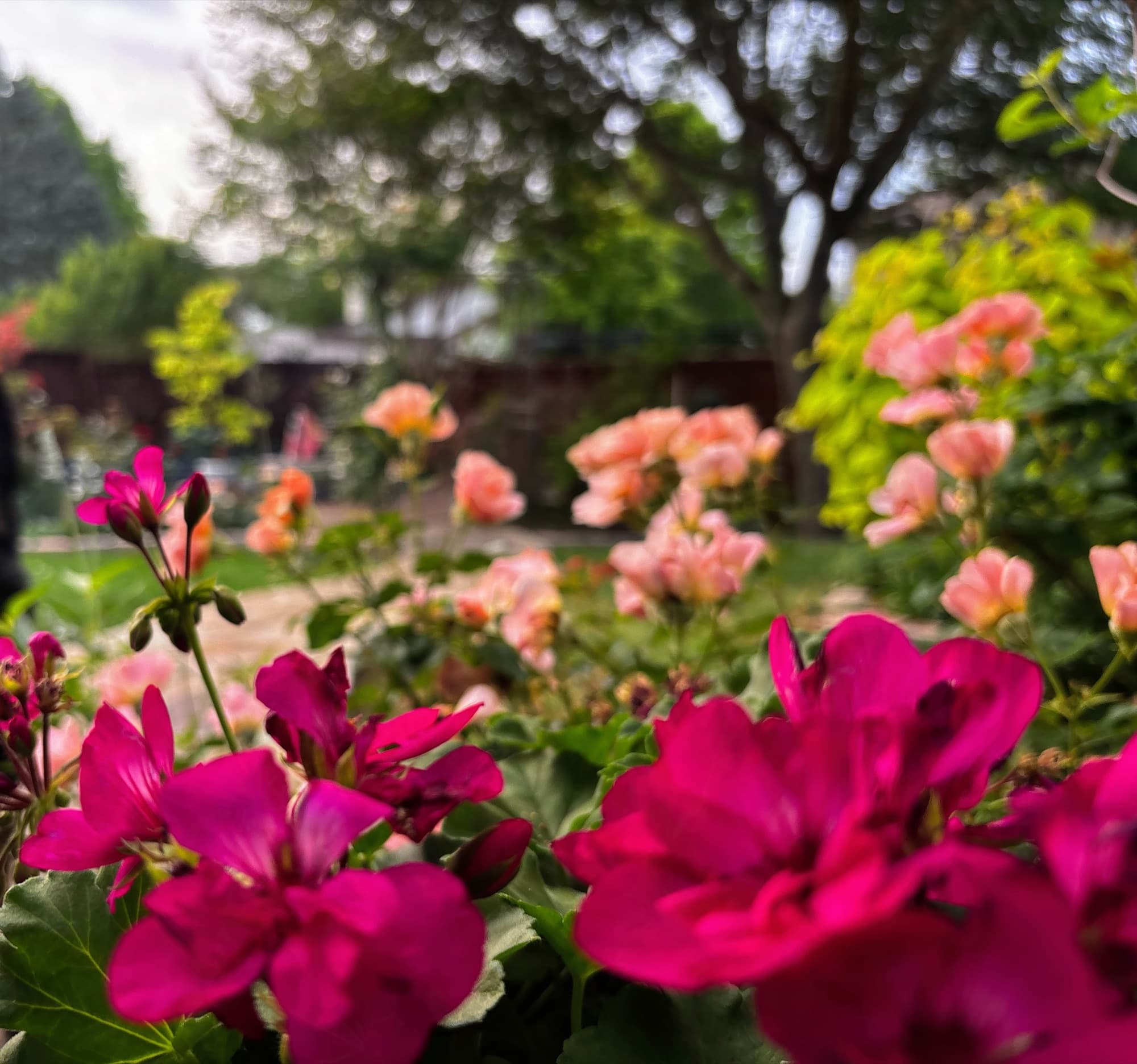 Kelsie Dunham's garden, moment 16