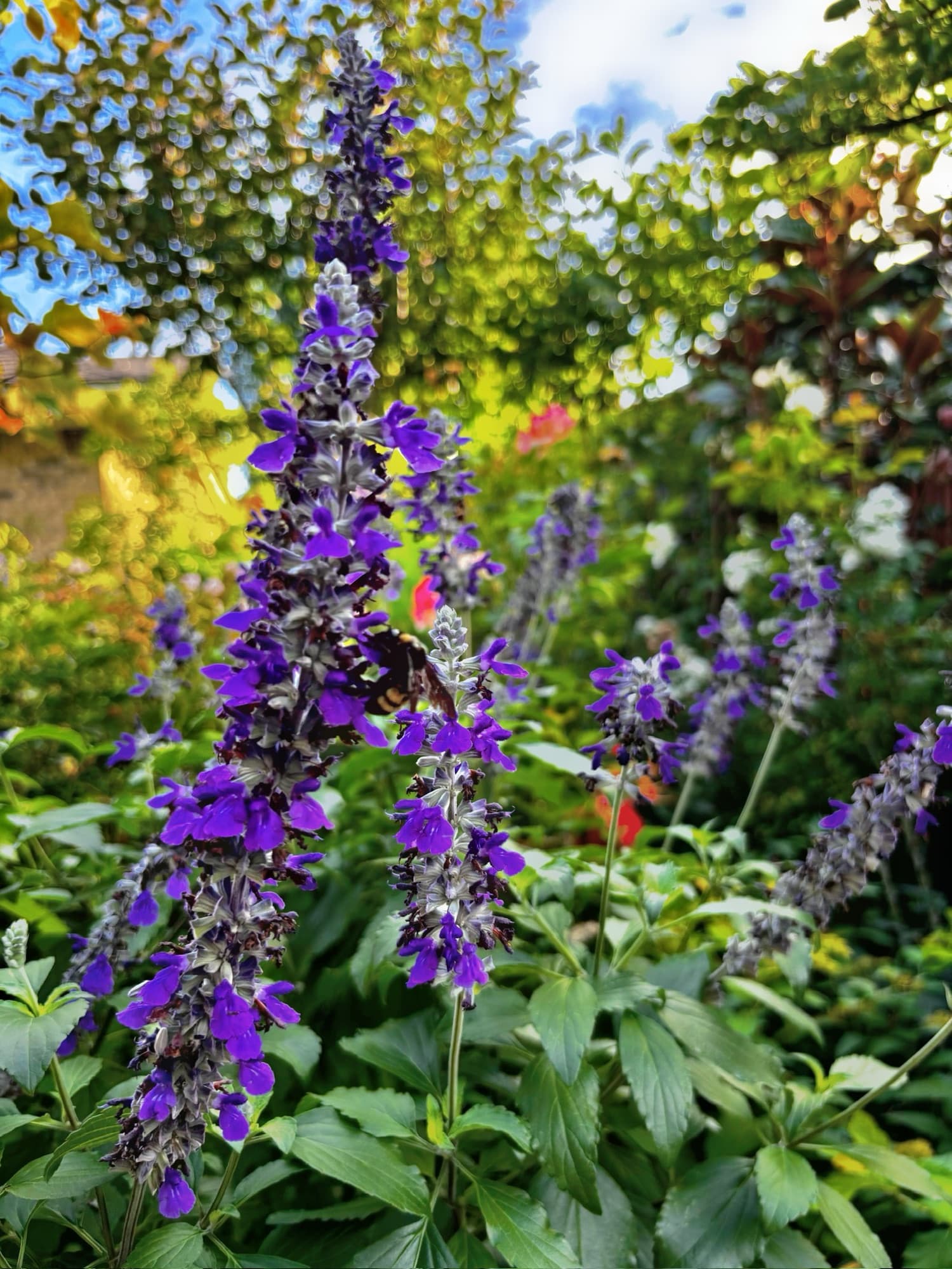 Kelsie Dunham's garden, moment 42