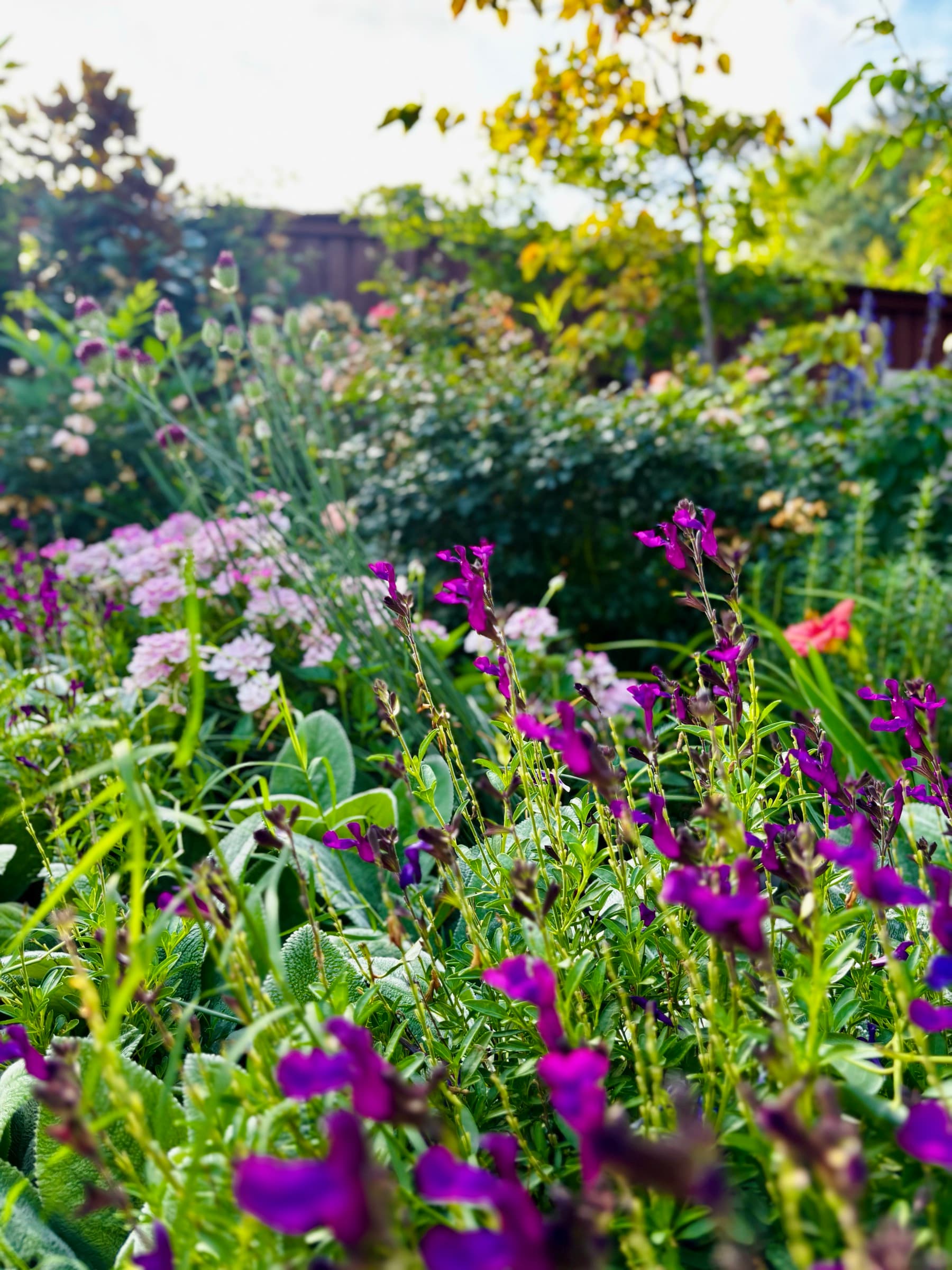 Purple salvia and pink yarrow glowing in the evening garden