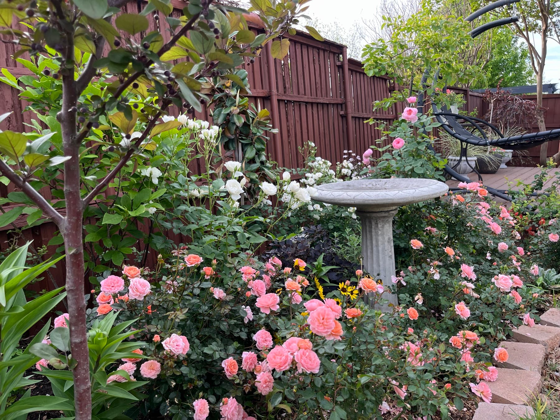 Roses gathered around a stone birdbath