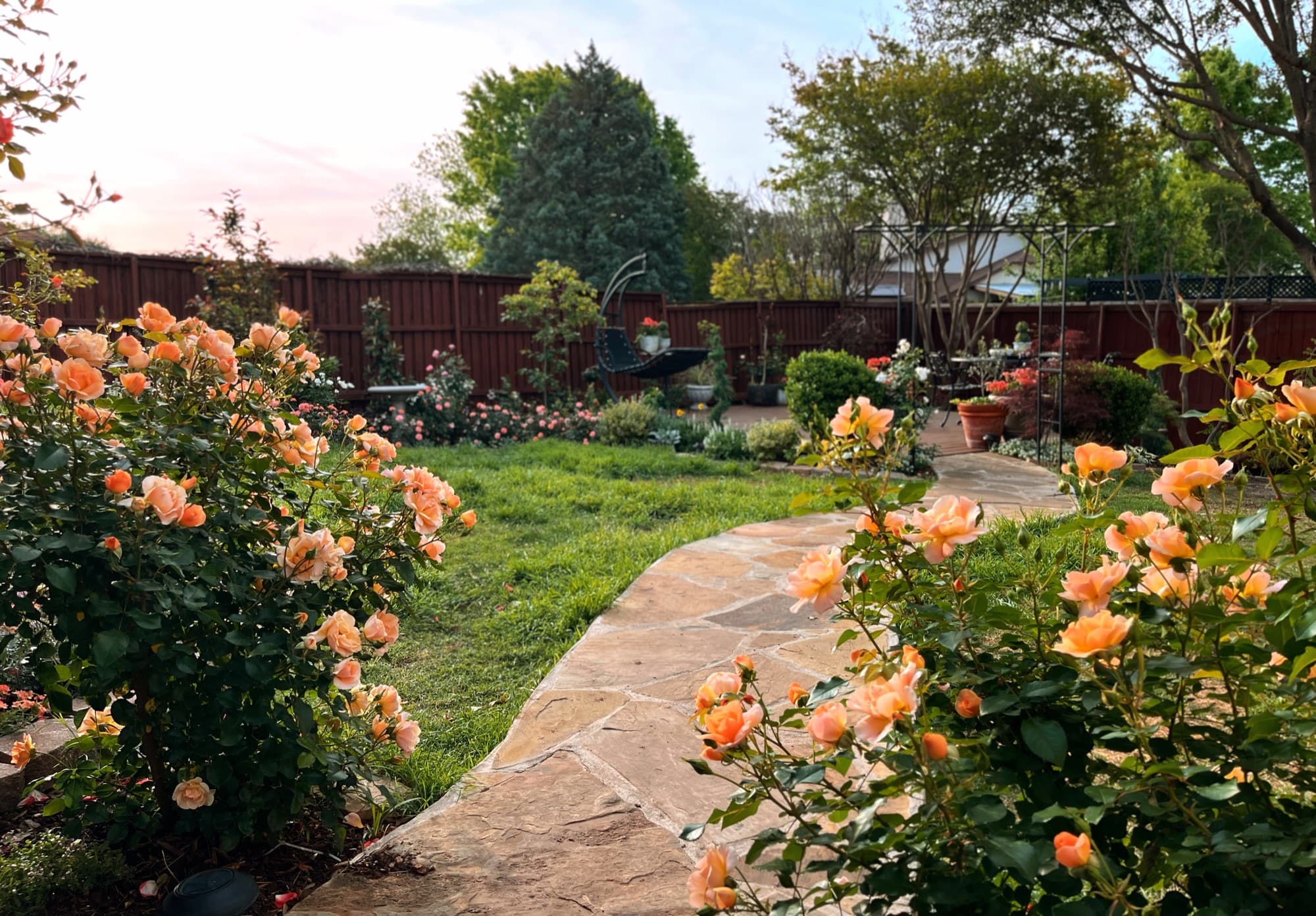 A flagstone path lined with apricot roses winding through the garden at golden hour